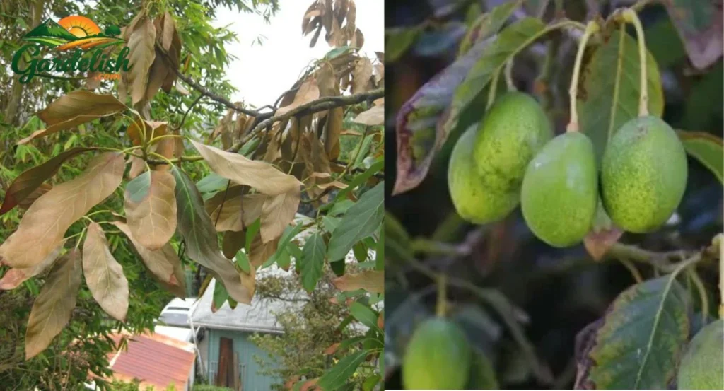 avocado tree leaves turning brown