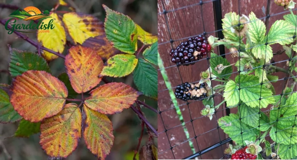 blackberry leaves turning yellow