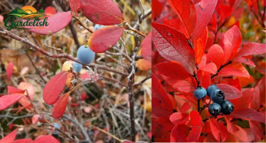blueberry leaves turning red