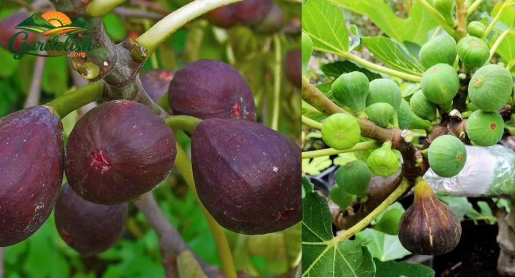 fig tree not producing fruit