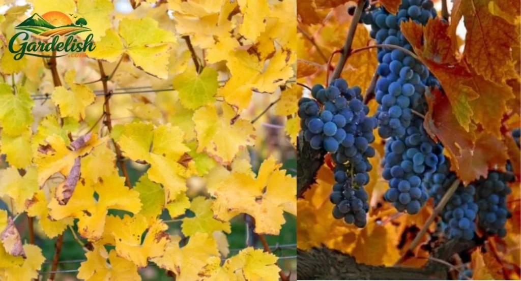 grape vine leaves turning yellow