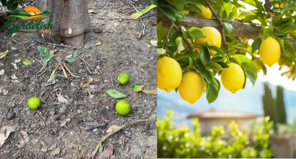lemon tree dropping fruit