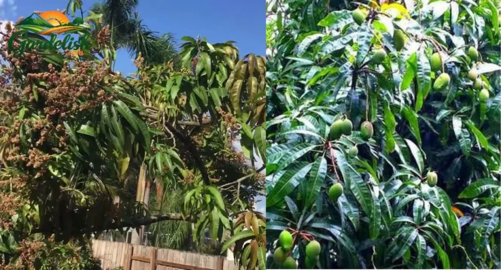 mango tree not fruiting