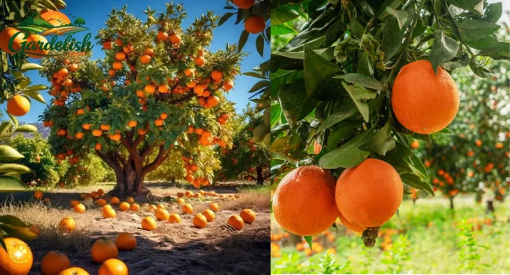 orange tree dropping fruit