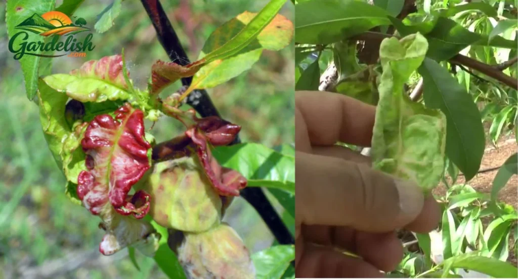 peach tree leaf curl treatment