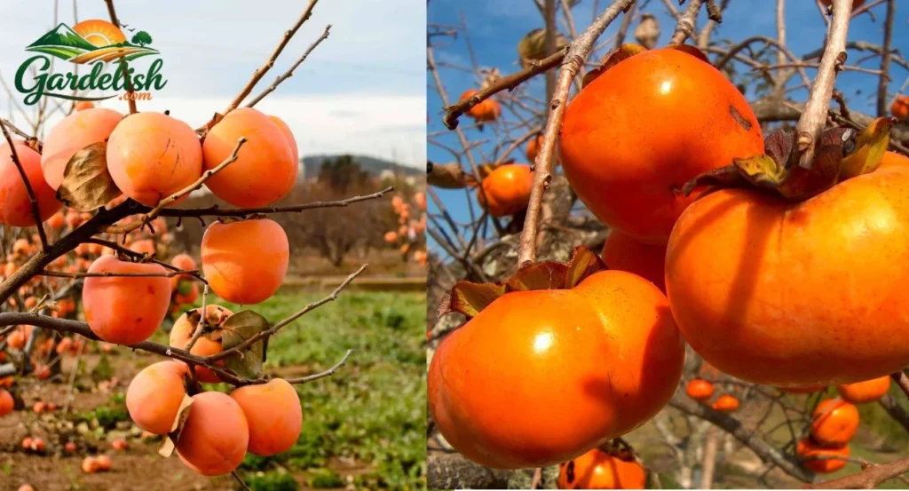 persimmon tree dropping fruit