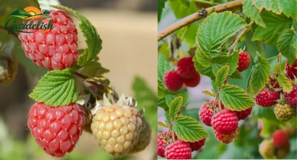 raspberry canes turning brown