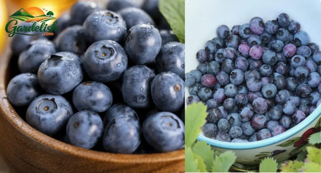 why are my blueberries sour