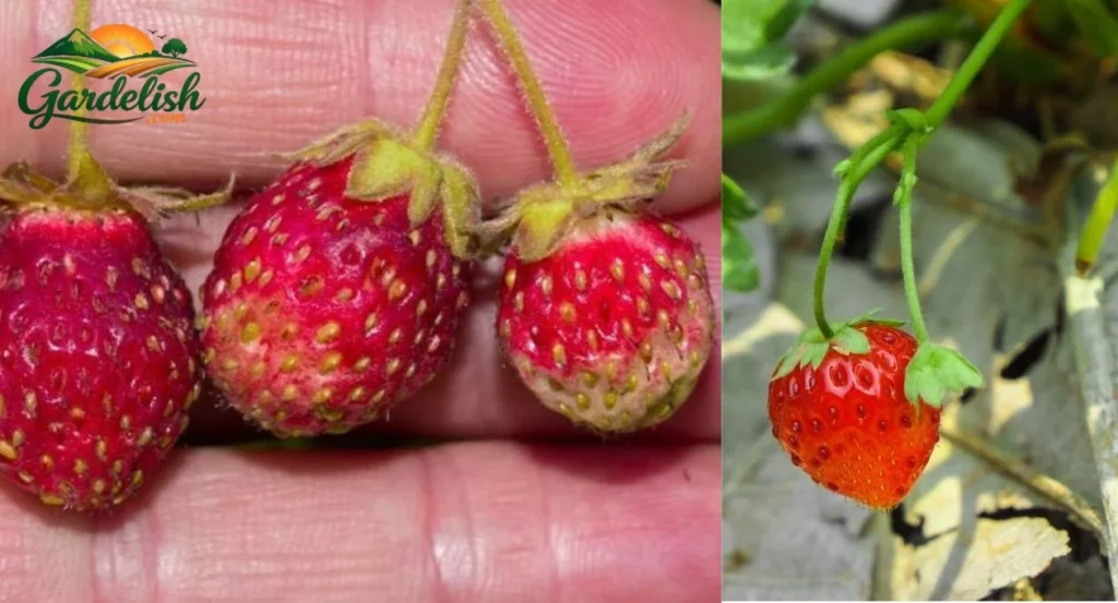 why are my strawberries so small